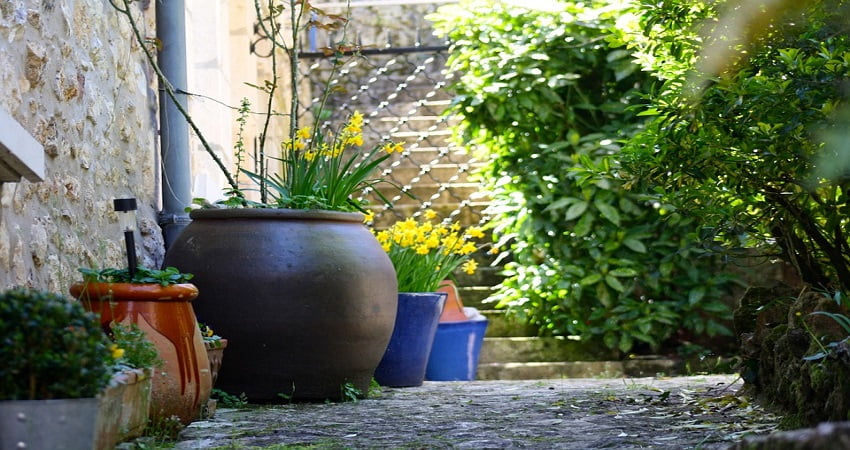 Fleurs patio