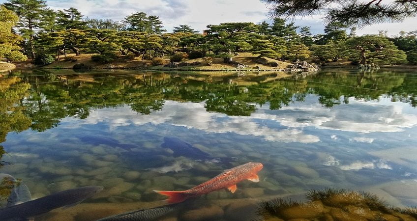 étang japonais