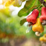 Anacardier et noix de cajou