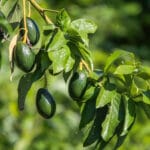 Faire pousser un avocat : toutes les étapes pour transformer un noyau en avocatier