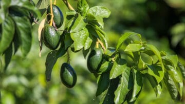 Faire pousser un avocat : toutes les étapes pour transformer un noyau en avocatier
