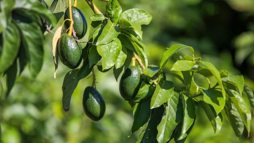 Faire pousser un avocat : toutes les étapes pour transformer un noyau en avocatier
