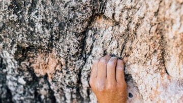 chaux arboricole