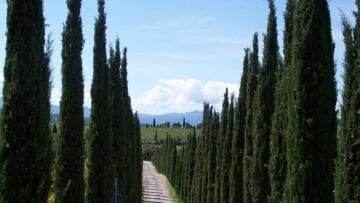 Cyprès de Provence