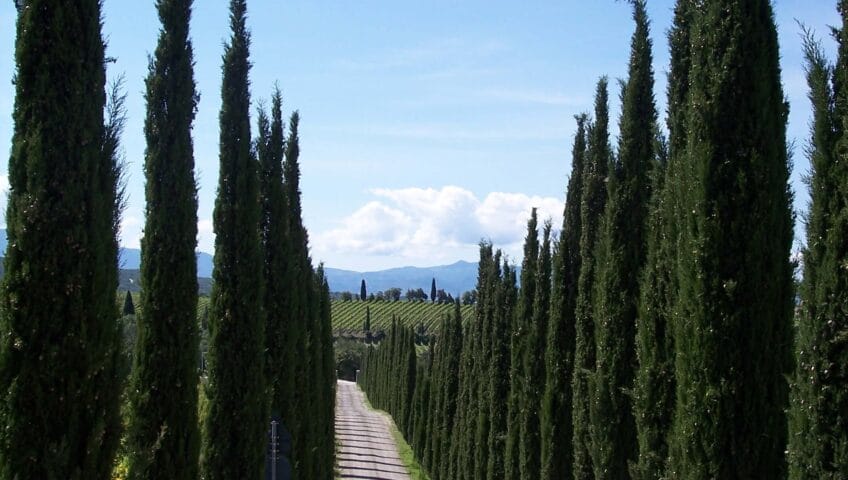 Cyprès de Provence