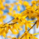 Le forsythia, le mimosa de Paris