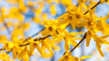 Le forsythia, le mimosa de Paris