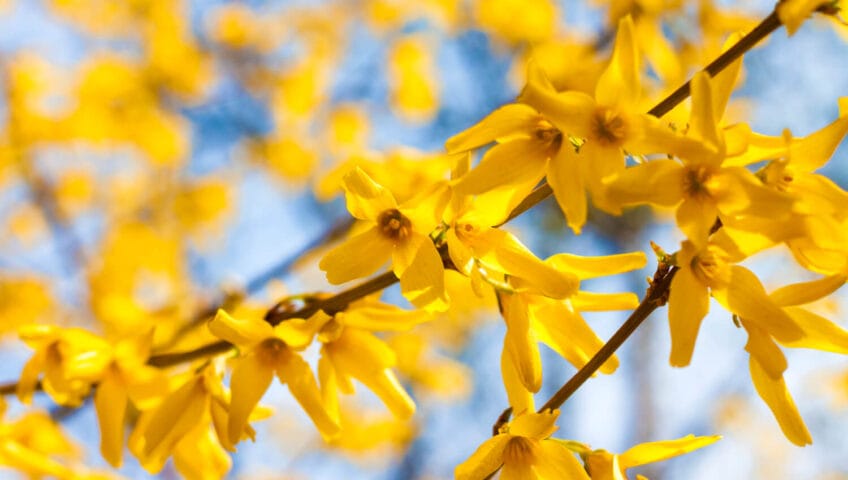 Le forsythia, le mimosa de Paris