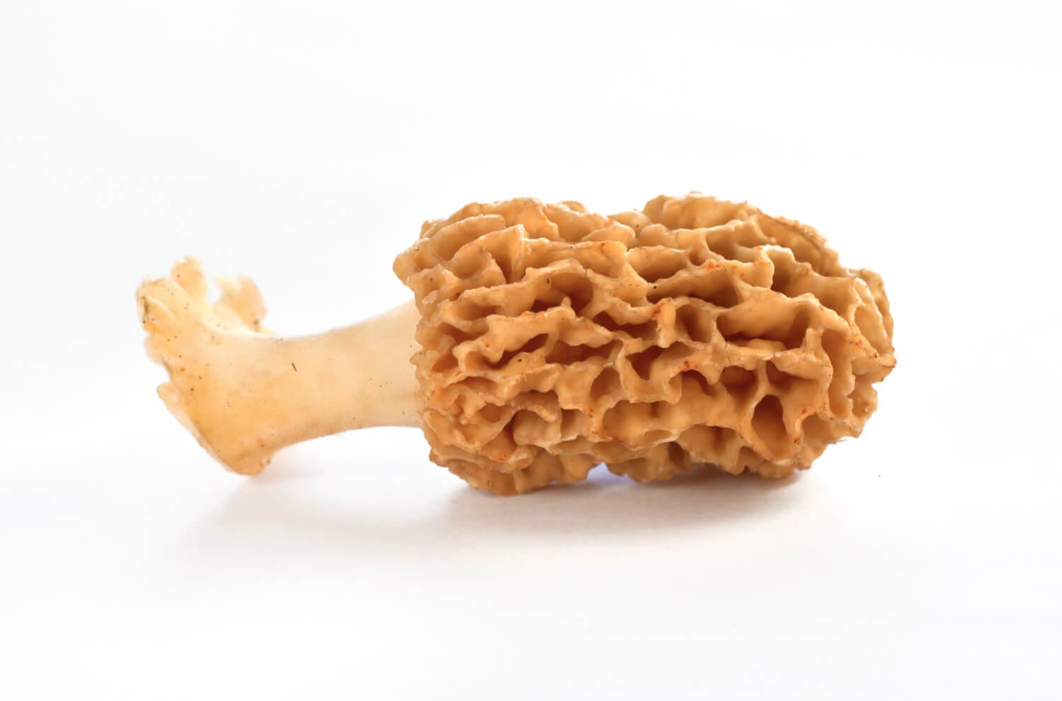 La morille, appelée scientifiquement Morchella