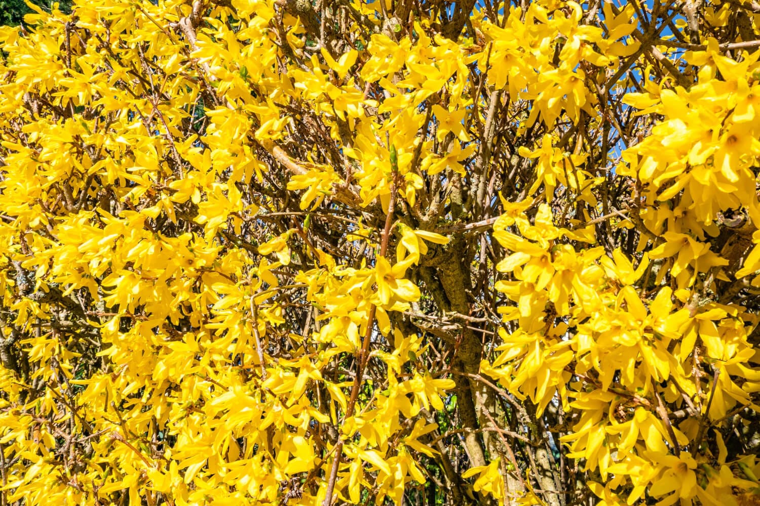 Le forsythia, l'arbuste à floraison rapide