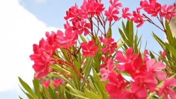 plantes vivaces