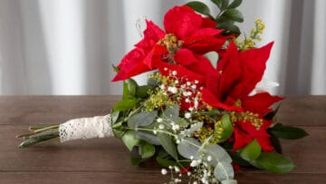 poinsettia