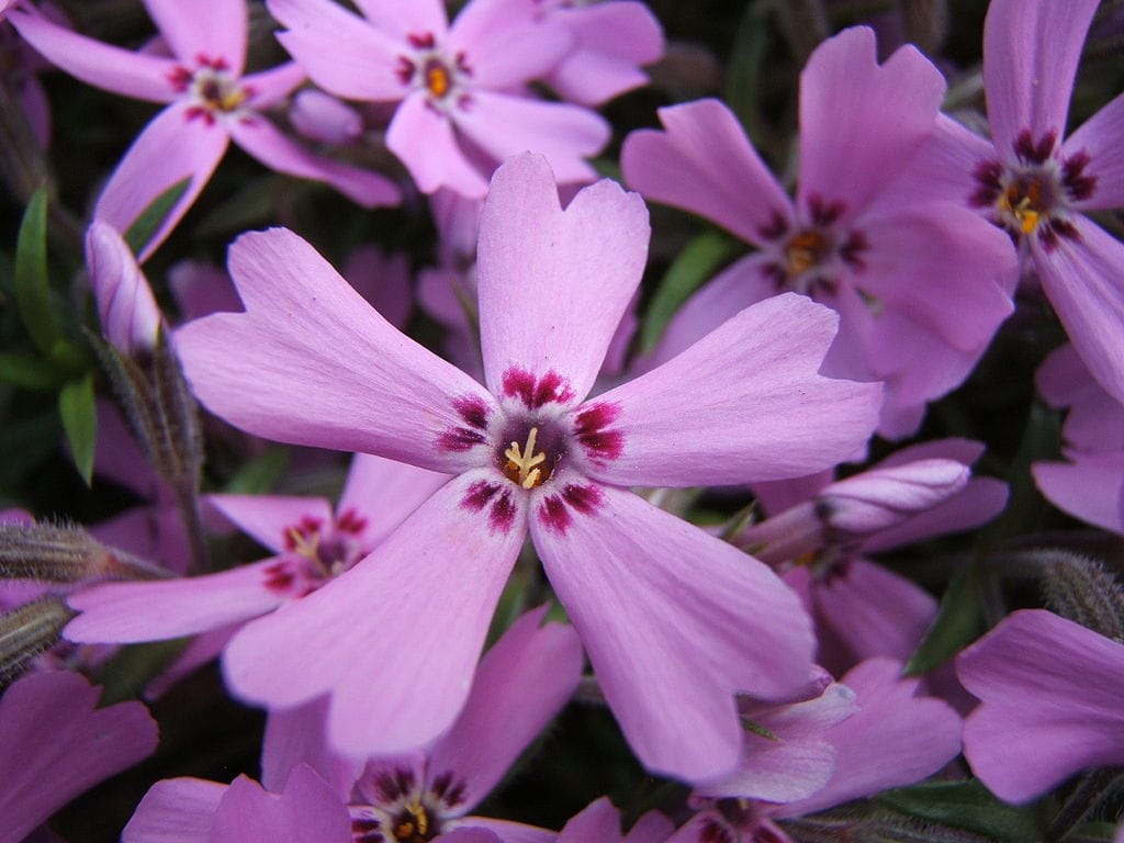 Phlox subulata