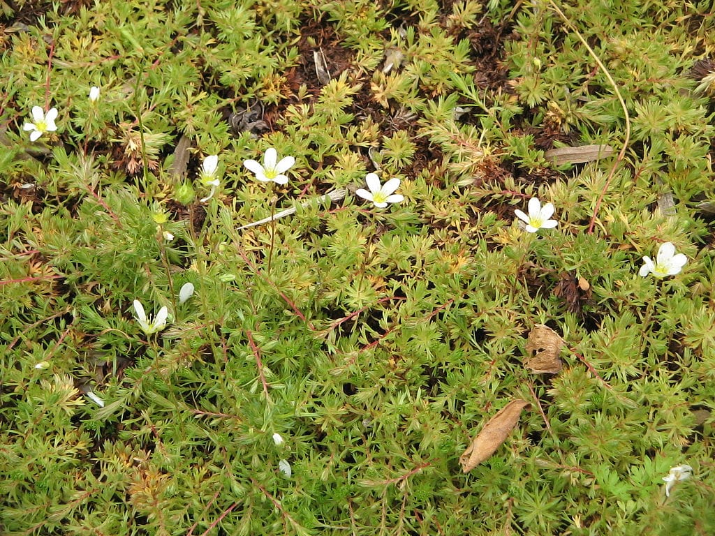 Saxifrage