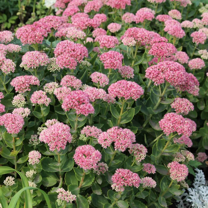 Sedum