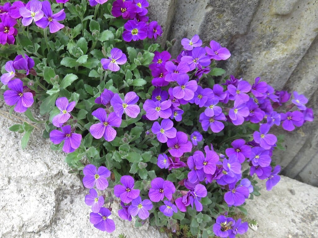 Aubriète