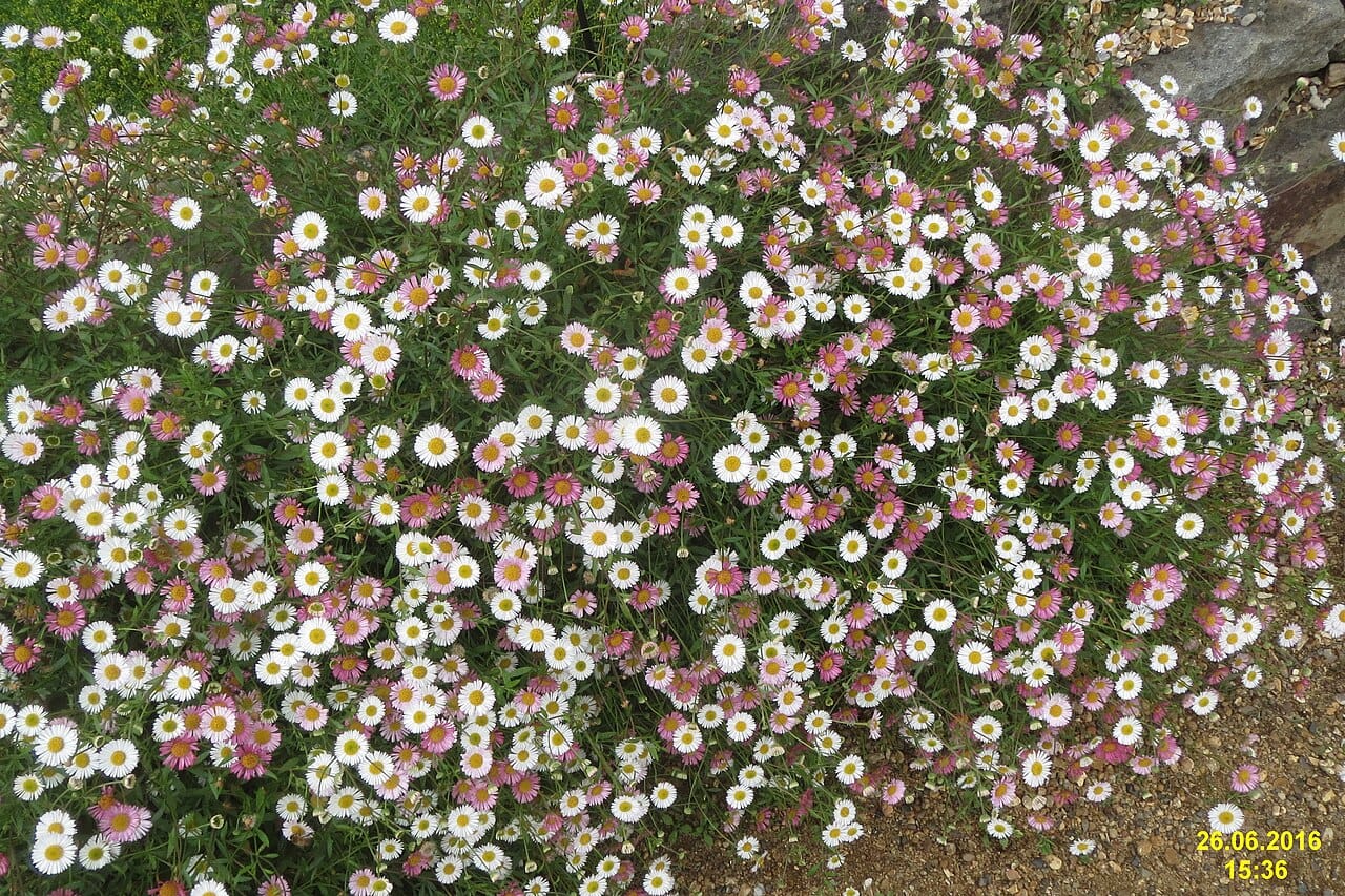 Erigeron