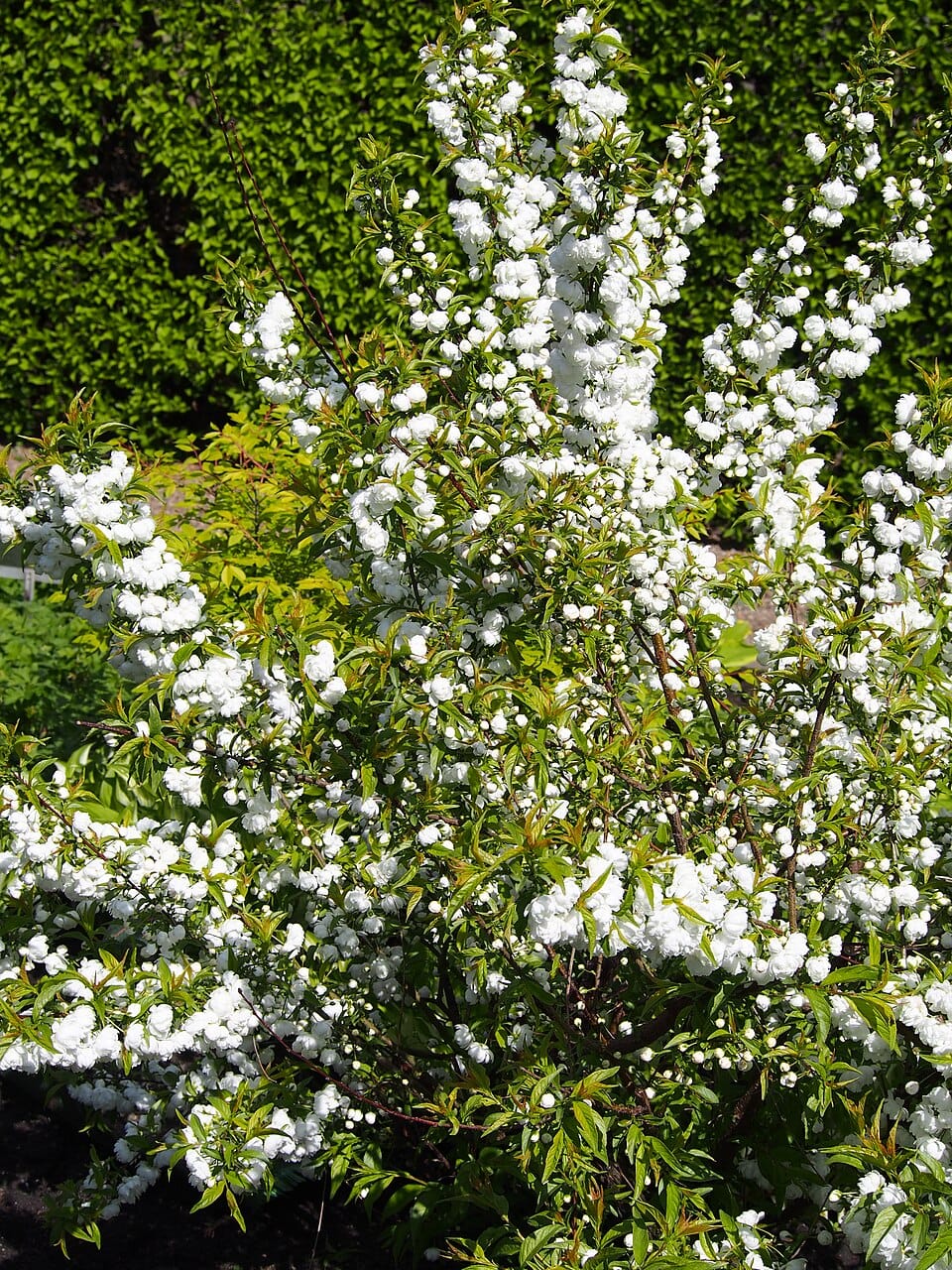 Prunus glandulosa ‘Alba Plena’
