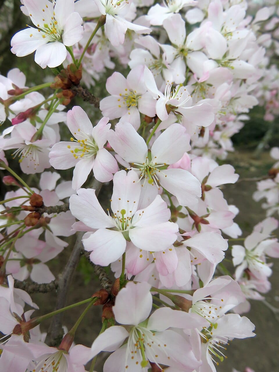Prunus incisa ‘Kojo-no-Mai’