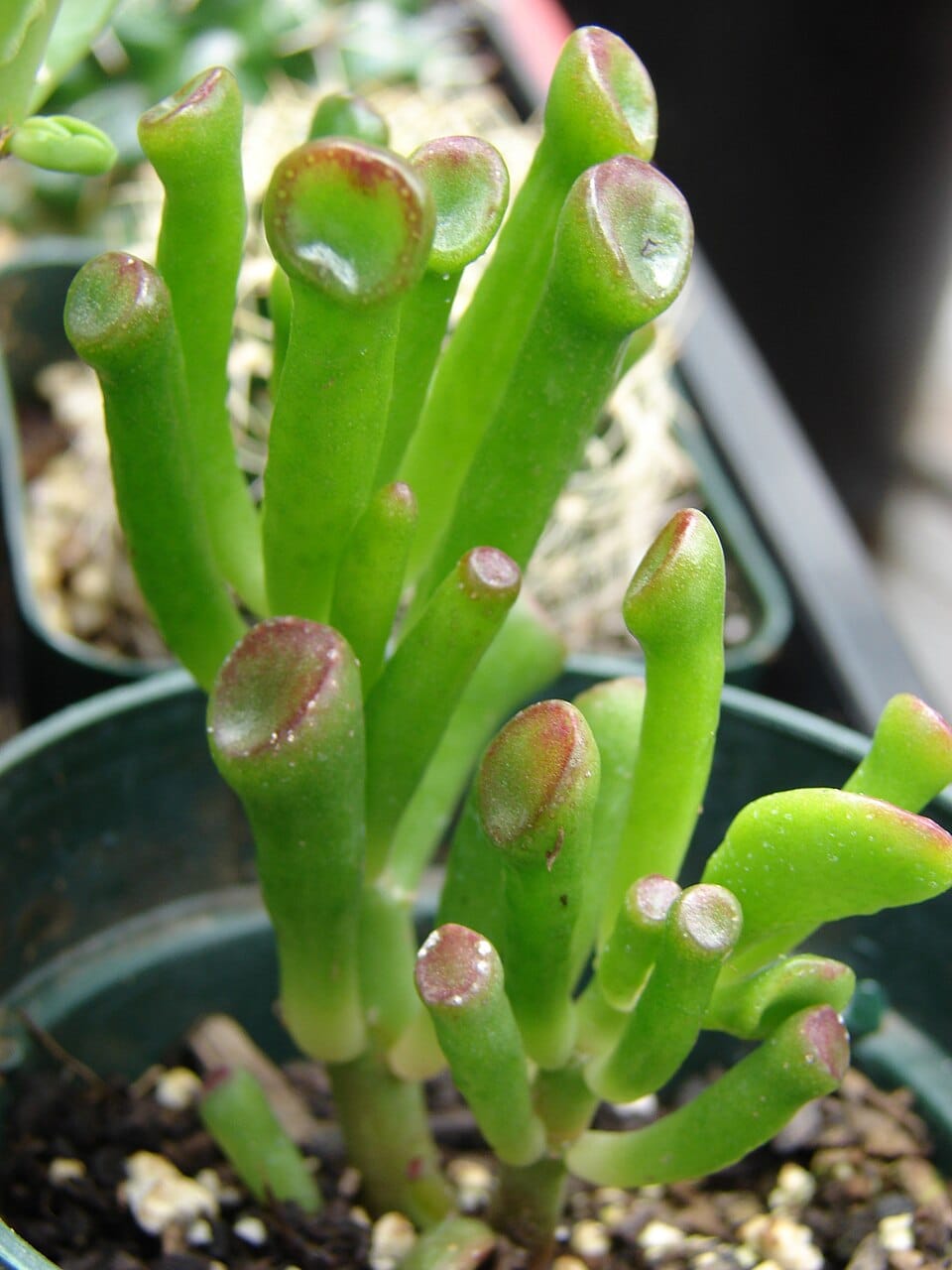 Crassula ovata 'Hobbit'