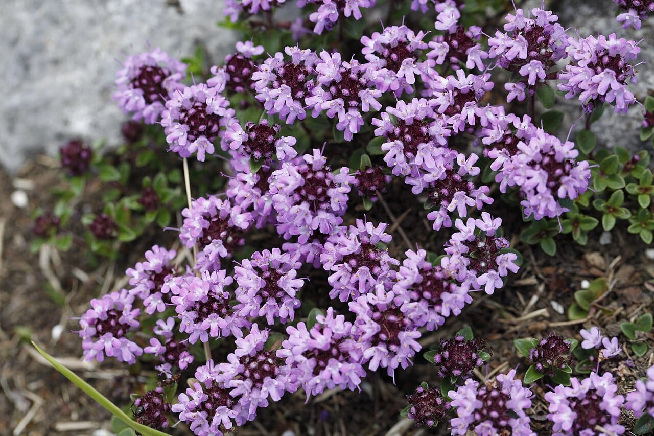 Thym serpolet