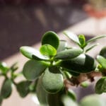 arbre de jade (Crassula ovata)
