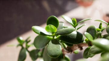 arbre de jade (Crassula ovata)