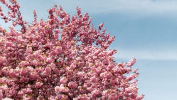 Cerisier en fleurs