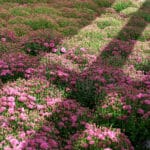 fleurs de rocaille