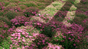 fleurs de rocaille