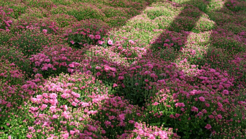 fleurs de rocaille