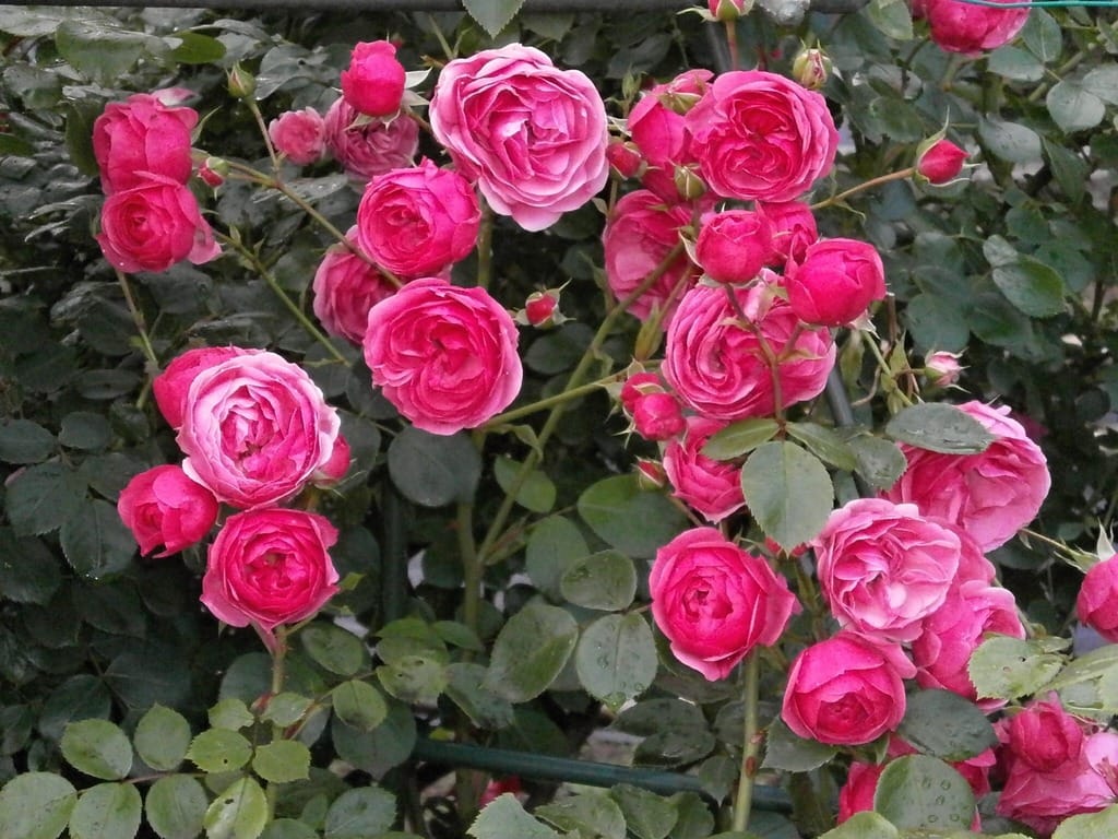 rosier miniature
