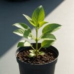 Jeune plante en pot avec feuilles jaunies, illustrant des erreurs à éviter en jardinage pour débutants.