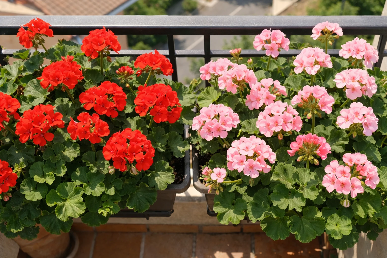 Vibrant red and pink geraniums in full bloom cascading from balcony planters and window boxes, trailing ivy geranium varieties with lush green foliage, sunlit French apartment balcony setting, natural light, close-up details of flower petals, realistic photography, warm summer atmosphere, high detail, shallow depth of field