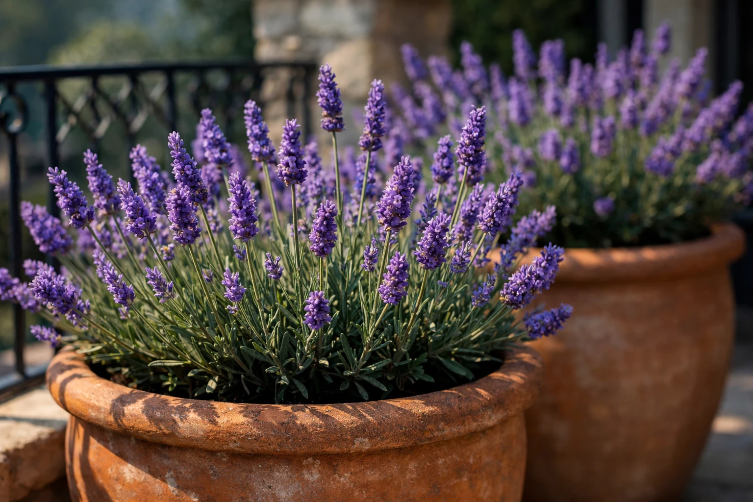 Purple lavender plants in full bloom growing in large terracotta ceramic pots on a sunny Mediterranean-style balcony, natural sunlight, vibrant purple flowers, realistic photography, close-up detail of lavender stems and flowers, warm terracotta tones, French garden aesthetic, no text