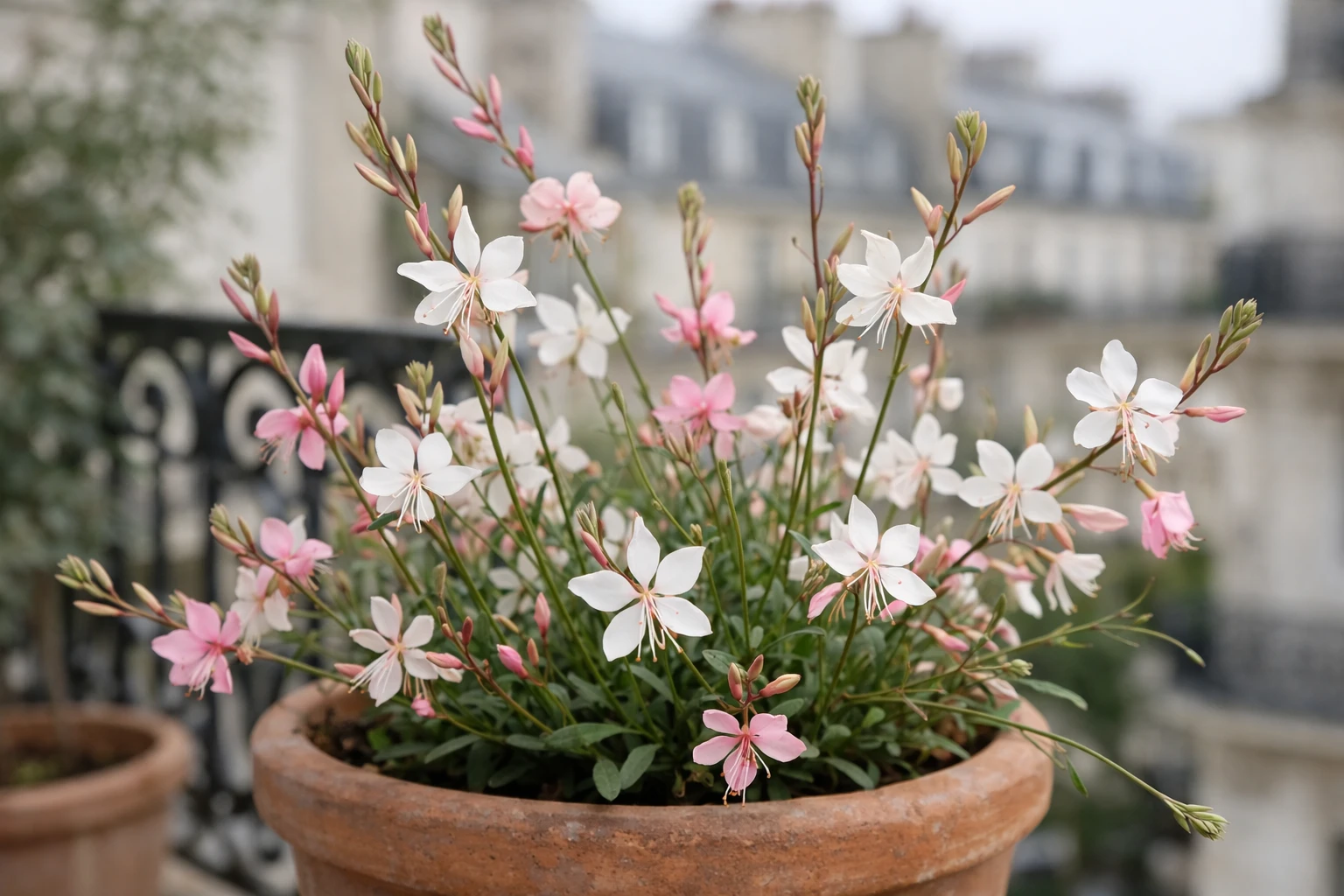 Close-up photograph of delicate white and pink gaura flowers with long stems swaying in breeze, planted in large terracotta pot on French balcony, soft natural daylight, shallow depth of field, realistic gardening photography, elegant and airy composition