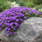 Magnifiques fleurs de rocaille violettes poussant sur un rocher, transformant le jardin sans effort.