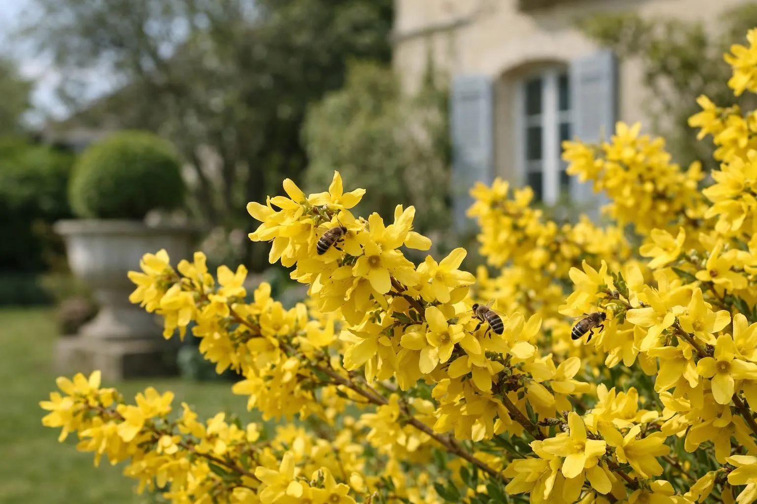 Vibrant yellow flowering shrubs (forsythia, kerria) in full spring bloom in a French residential garden. Close-up of bright yellow blossoms against emerging green foliage, with bees foraging on flowers. Natural morning sunlight, realistic photography, soft focus background showing garden structure. Professional gardening scene with premium quality plants, well-maintained landscape, high-end French garden aesthetic. No text, no logo, no watermark.