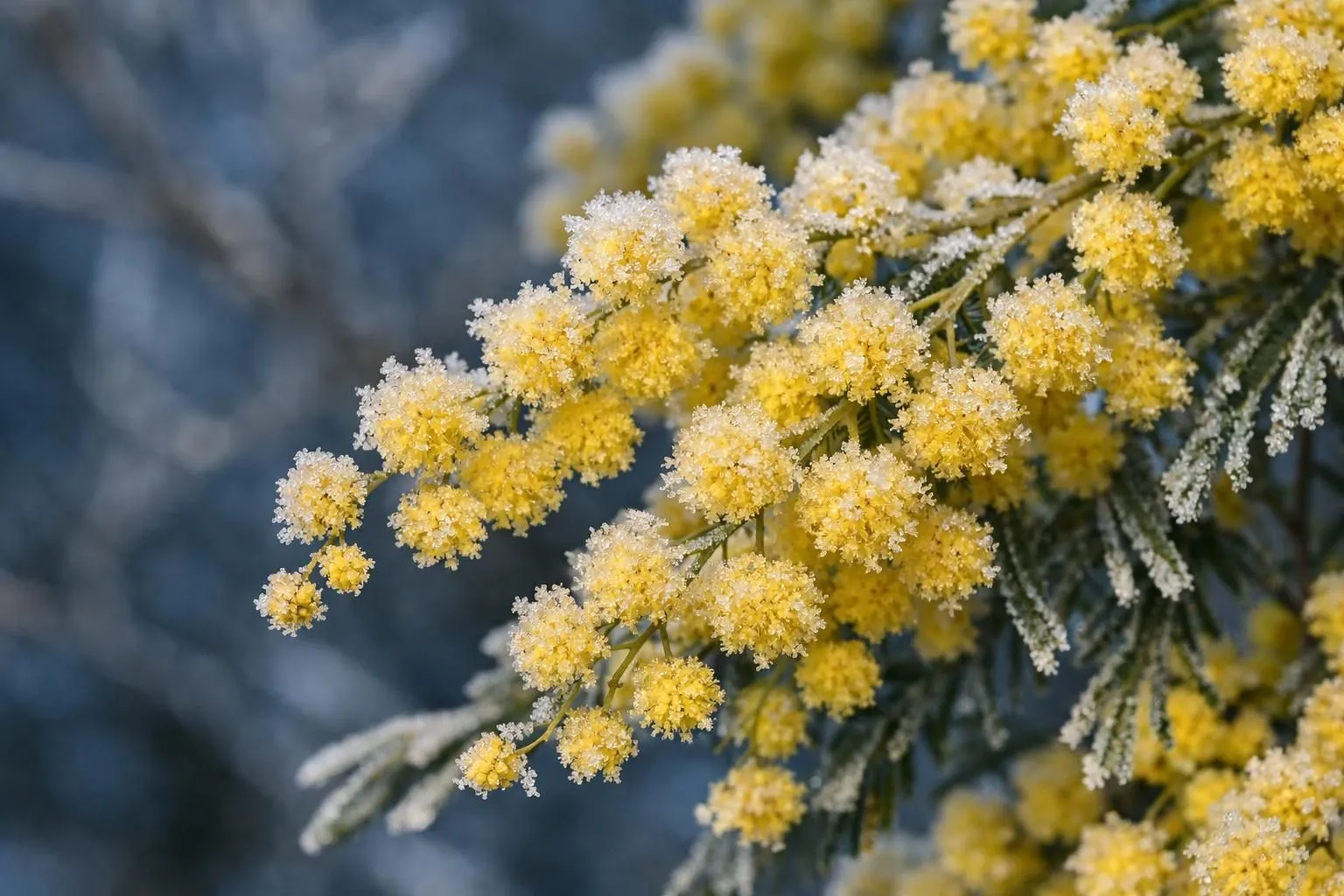 Vibrant yellow mimosa flowers with delicate white frost accents.