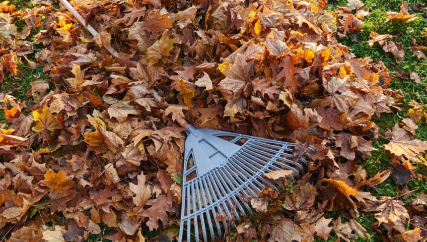 Tas de feuilles mortes qui traînent dans un jardin